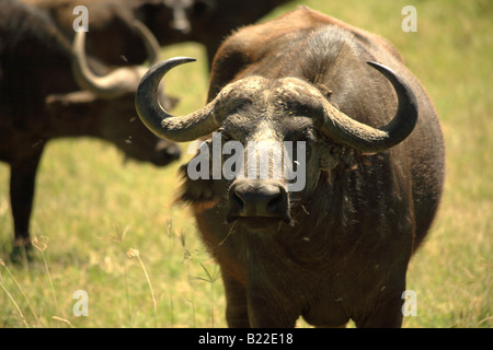 Wasserbüffel in Kenia Afrika Stockfoto