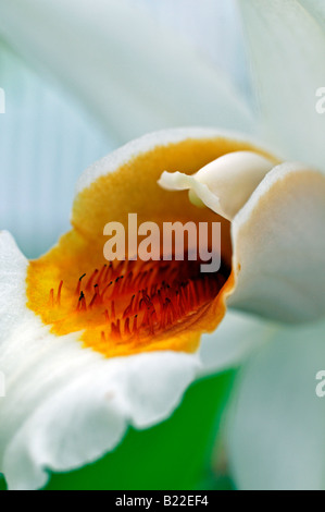 Coelogyne Mem. W. Micholitz (C. Mooreana × C. Lawrenceana) Orchideenarten Variante Stamm Sorte geöffnete Blüten blühen Blüte grün Stockfoto