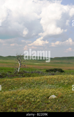 Wildblumen am grünen Hang in Grasslands National Park of Canada mit einem einsamen toten Baum Stockfoto