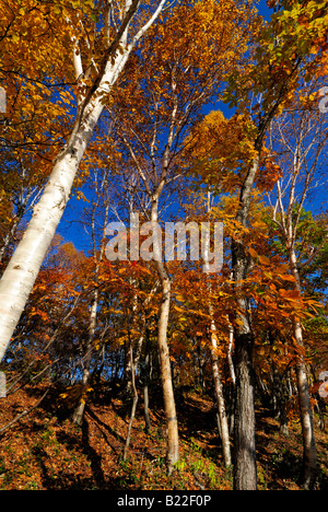 Herbstliche Laub der Alpen Shiga Kogen Höhen Joshin Etsu Nationalpark Japan Japan Stockfoto