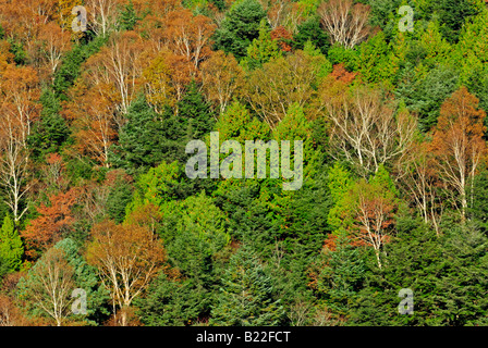 Herbstliche Laub der Alpen Shiga Kogen Höhen Joshin Etsu Nationalpark Japan Japan Stockfoto