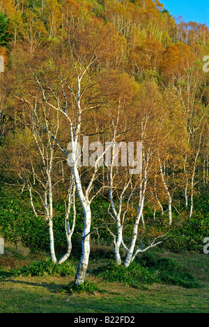 Herbstliche Laub der Alpen Shiga Kogen Höhen Joshin Etsu Nationalpark Japan Japan Stockfoto