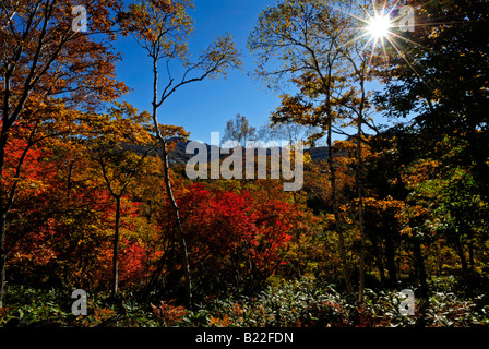 Herbstliche Laub der Alpen Shiga Kogen Höhen Joshin Etsu Nationalpark Japan Japan Stockfoto