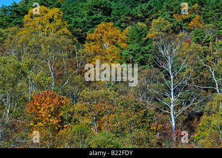 Herbstliche Laub der Alpen Shiga Kogen Höhen Joshin Etsu Nationalpark Japan Japan Stockfoto