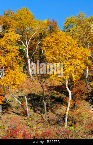 Herbstliche Laub der Alpen Shiga Kogen Höhen Joshin Etsu Nationalpark Japan Japan Stockfoto