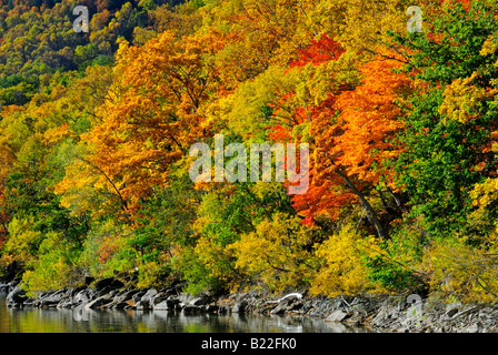 Herbstliche Laub der Alpen Shiga Kogen Höhen Joshin Etsu Nationalpark Japan Japan Stockfoto