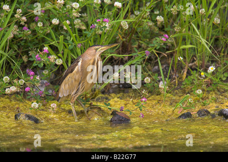 Kleine Rohrdommel Ixobrychus Minutus weiblichen stehen im Riverside am Croussos-Fluss, Lesbos, Griechenland im April. Stockfoto