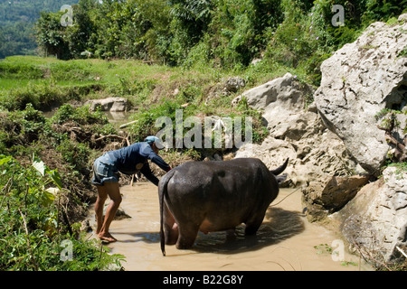Ein Wasserbüffel in einem schlammigen Loch, in der Nähe von Lemo (Sulawesi - Indonesien). Buffle Dans un Trou d ' Eau Boueux, Près de Lemo (Indonésie) Stockfoto