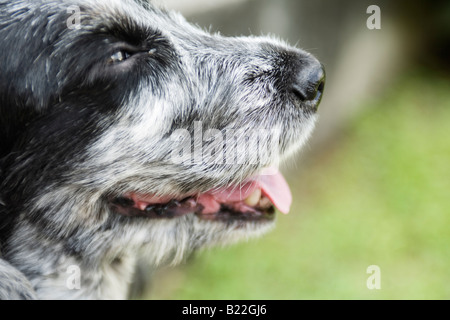 Profil von einem Spaniel Stockfoto