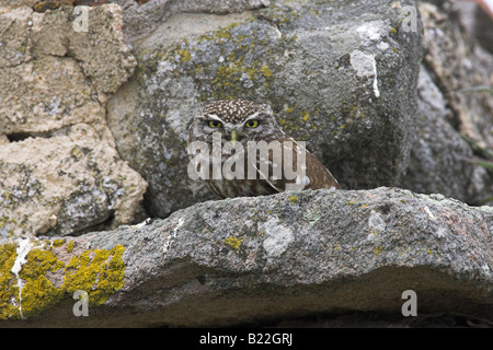 Steinkauz Athene Noctua gehockt Trockenmauer im Napi-Tal, Lesbos, Griechenland im April. Stockfoto