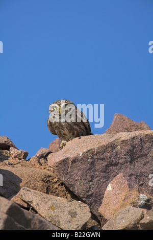 Steinkauz Athene Noctua gehockt Trockenmauer gegen blauen Himmel in der Nähe von Agra, Lesbos, Griechenland im April. Stockfoto