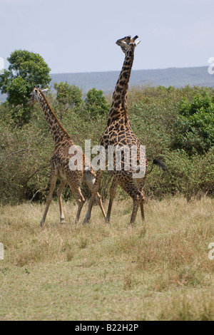 Masai Giraffen-Paarung, Kenia, Afrika Stockfoto
