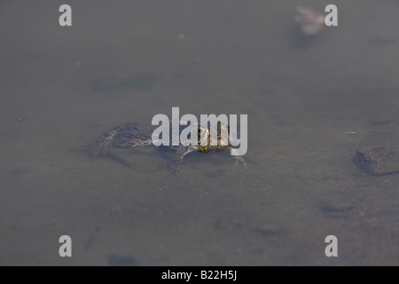 Marsh Frog Rana Ridibunda Süßwasser Graben in der Nähe von Kalloni, Lesbos, Griechenland im April. Stockfoto