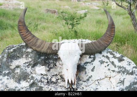Close-up auf die Hörner von einem Toten Büffel (Komodo - Indonesien). Gros plan Sur Les Cornes d ' un Buffle Mort (Komodo - Indonésie). Stockfoto