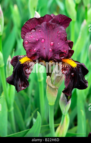 Iris Germanica Iris Langport Flamme Deutsch Iris aka blaue Flagge, Seerosengewächse Iris oder Bartiris Stockfoto