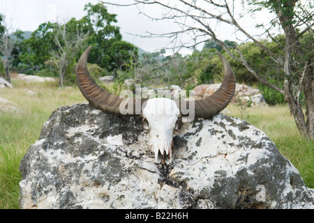 Close-up auf die Hörner von einem Toten Büffel (Komodo - Indonesien). Gros plan Sur Les Cornes d ' un Buffle Mort (Komodo - Indonésie). Stockfoto