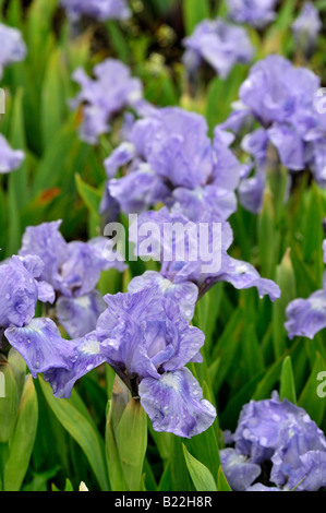 Iris Germanica Saphir Edelstein Deutsch Iris aka blaue Flagge, Seerosengewächse Iris oder Bartiris Stockfoto