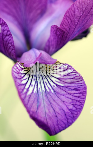 Iris Siberica Wein Flügel Arten sp Variante verschiedene Var blau lila Vene Stockfoto