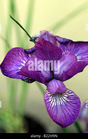 Iris Siberica Wein Flügel Arten sp Variante verschiedene Var blau lila Vene Stockfoto