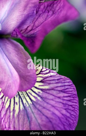 Iris Siberica Wein Flügel Arten sp Variante verschiedene Var blau lila Vene Stockfoto