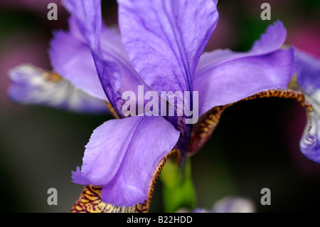 Iris Siberica Wein Flügel Arten sp Variante verschiedene Var blau lila Vene Stockfoto