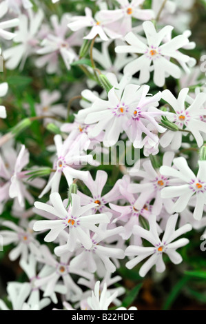 Phlox Bithida Petticoat weiße Blume Closeup Nahaufnahme Makro Detail Schärfentiefe Stockfoto