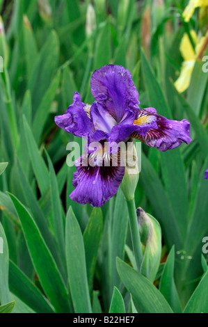 Iris Germanica Iris Langport Gewand Deutsch Iris aka blaue Flagge, Seerosengewächse Iris oder Bartiris Stockfoto