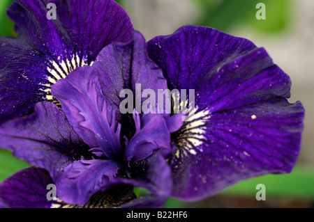 Iris Siberica Wein Flügel Arten sp Variante verschiedene Var blau lila Vene Stockfoto