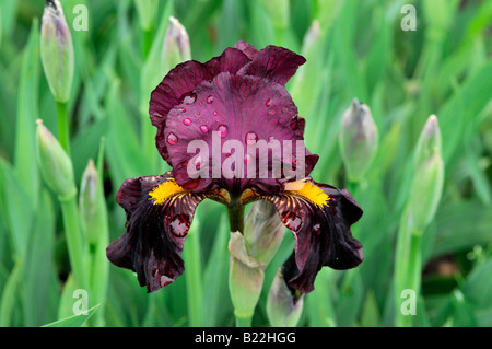 Iris Germanica Iris Langport Flamme Deutsch Iris aka blaue Flagge, Seerosengewächse Iris oder Bartiris Stockfoto