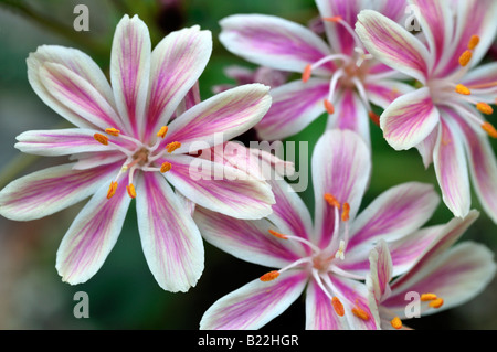 Rosa und weiße Lewisia Cotyledon bittere Wurzel Hybrid Blumen blühen Blüte Nahaufnahme Nähe Marco-Porträt Stockfoto