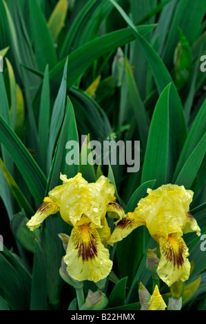 Iris Germanica Iris meine Mary Deutsch Iris aka blaue Flagge, Seerosengewächse Iris oder Bartiris Stockfoto