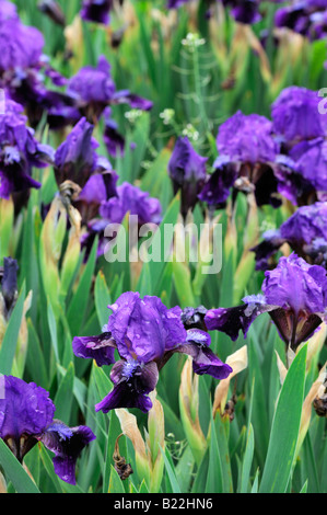 Iris Germanica Iris Pumilla Atroviolacea Deutsch Iris aka blaue Flagge, Seerosengewächse Iris oder Bartiris Stockfoto