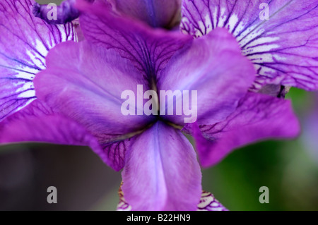 Iris Siberica lila Arten sp Variante verschiedene Var blau lila Vene Stockfoto