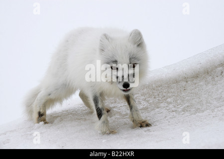 Polarfuchs am trüben Tag. Ende des Winters. Arktis, Kolguev Insel, Barents-See, Russland. Stockfoto