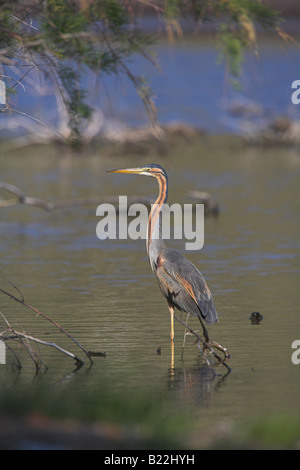 Purple Heron Ardea Purpurea waten im Mündung in der Nähe von Apothikes, Lesbos, Griechenland im April. Stockfoto