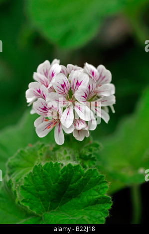 Pelargonien Sorte Var sp Arten Graveolum Blumen lila Detail Makro Nahaufnahme hautnah Stockfoto