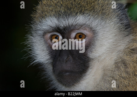 Vervet Affen Stockfoto