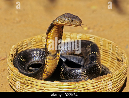 0999 King Cobra Goa Staat Indien Stockfoto