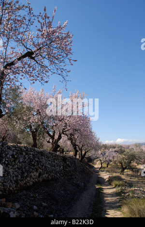 Überblick über Mandelbäume in voller Blüte, in der Nähe von Fachecha, Provinz Alicante, Comunidad Valenciana, Spanien Stockfoto