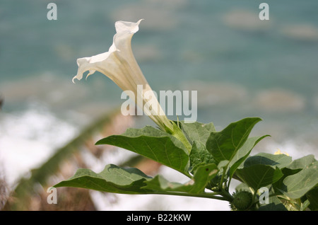 Die Heiligen und tödliche Datura oder Thorn Apple auf einer Klippe in Varkala Indien wild wachsende Stockfoto