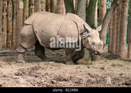 Asiatische große einen gehörnten Nashorn [Chester Zoo, Chester, Cheshire, England, Großbritannien, Vereinigtes Königreich, Europa].            . Stockfoto