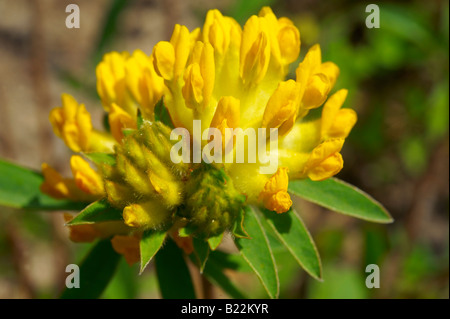 Alpine Niere Wicke (Anthyllis Vulneraria) - Brenese Alpen, Schweiz. Stockfoto