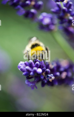 Hummel, Fütterung auf Lavendel in einem englischen Garten. UK Stockfoto