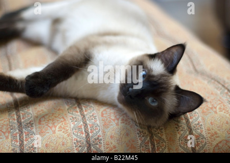 Eine Dichtung Point Siamkatze hinlegen und in die Kamera schaut. Stockfoto