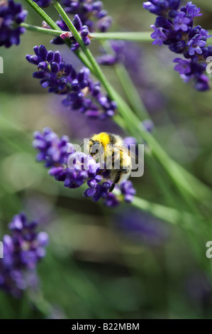 Hummel, Fütterung auf Lavendel Blumen. UK Stockfoto