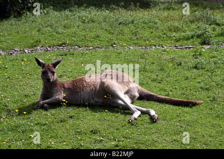 Westliche graue Känguru (Macropus Fuliginosis) [Chester Zoo, Chester, Cheshire, England, Großbritannien, Vereinigtes Königreich, Europa]. . Stockfoto