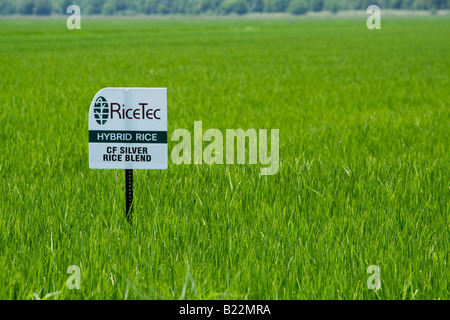 RiceTec Hybrid-Reis Pflanzen nahe Winnie TX. Stockfoto