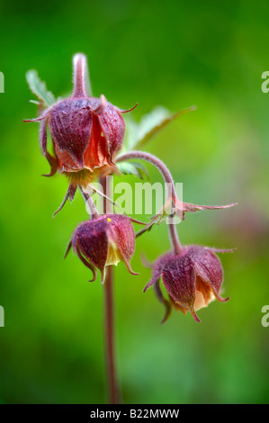 Alpenwasser Avens (Geum Rivale). Bort Grindelwald, Berner Alpen. Schweiz Europa Stockfoto