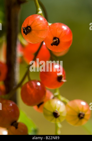 Reifen roten Johannisbeeren (Ribes Rubrum) Stockfoto