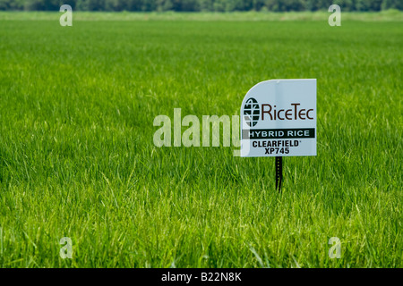 RiceTec Hybrid-Reis Pflanzen nahe Winnie TX. Stockfoto